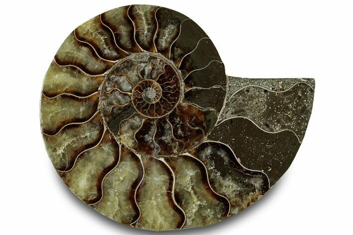 Cut & Polished Ammonite Fossil (Half) - Madagascar #323313
